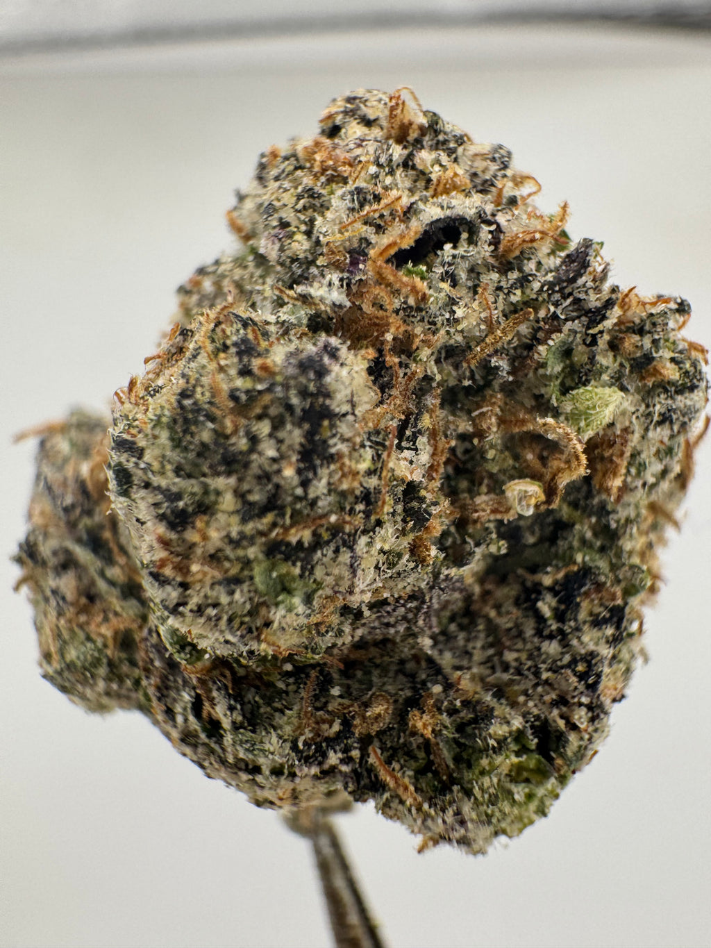 Cotton Candy(I)