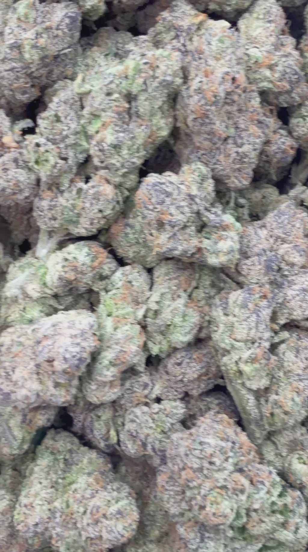 Kool-aid Jammerz