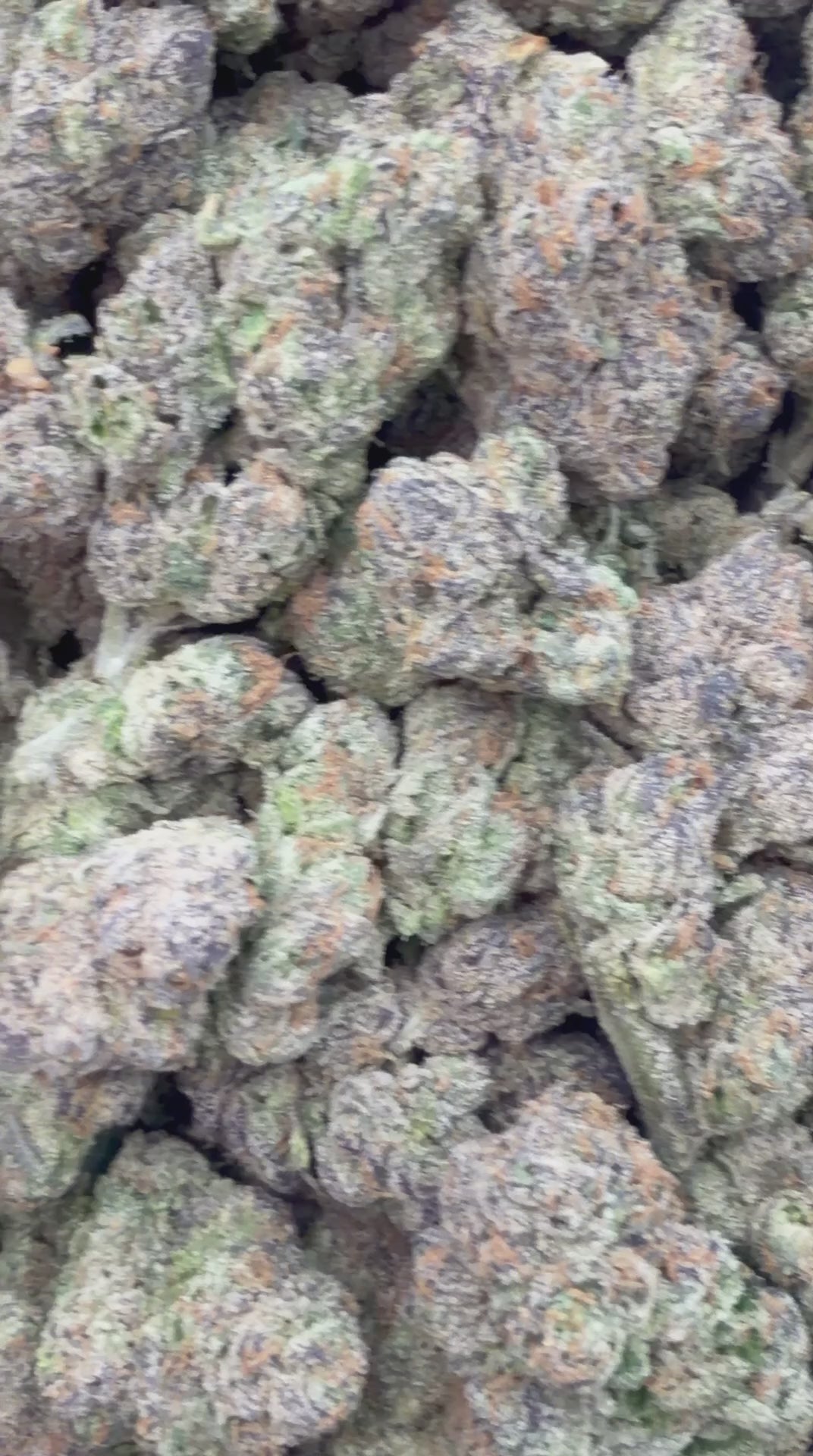 Kool-aid Jammerz