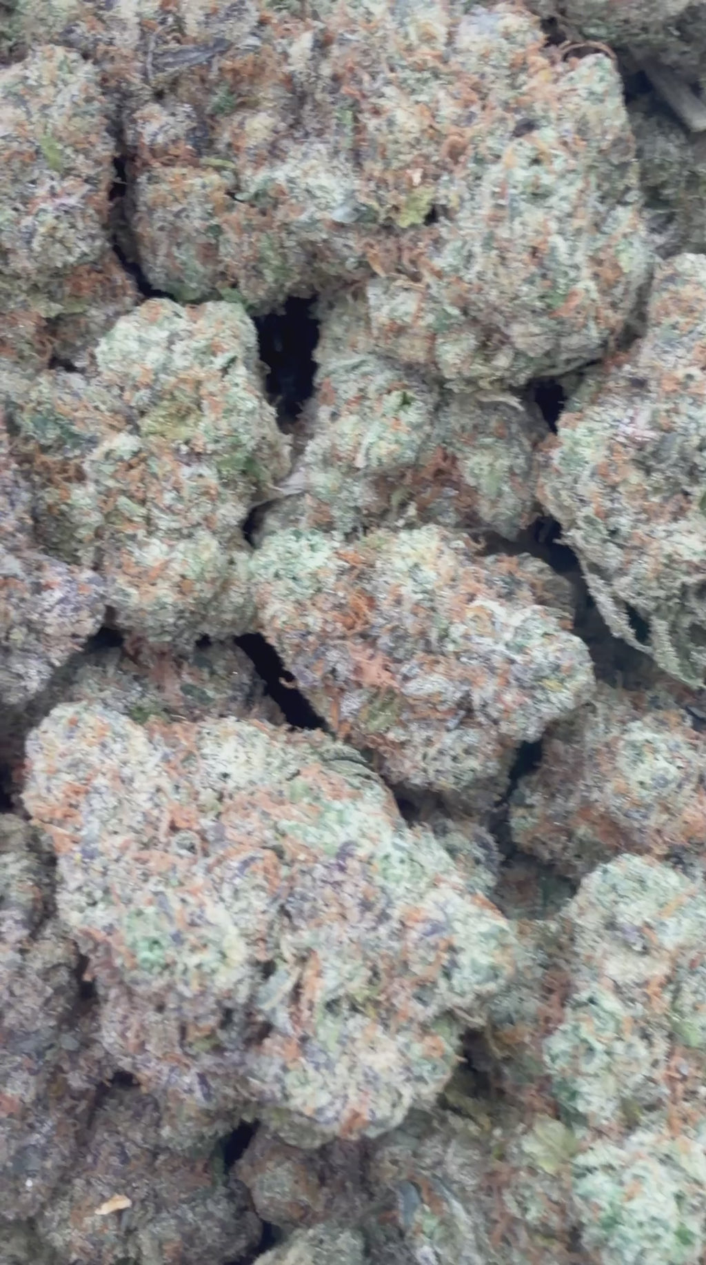 Grape Pushpop