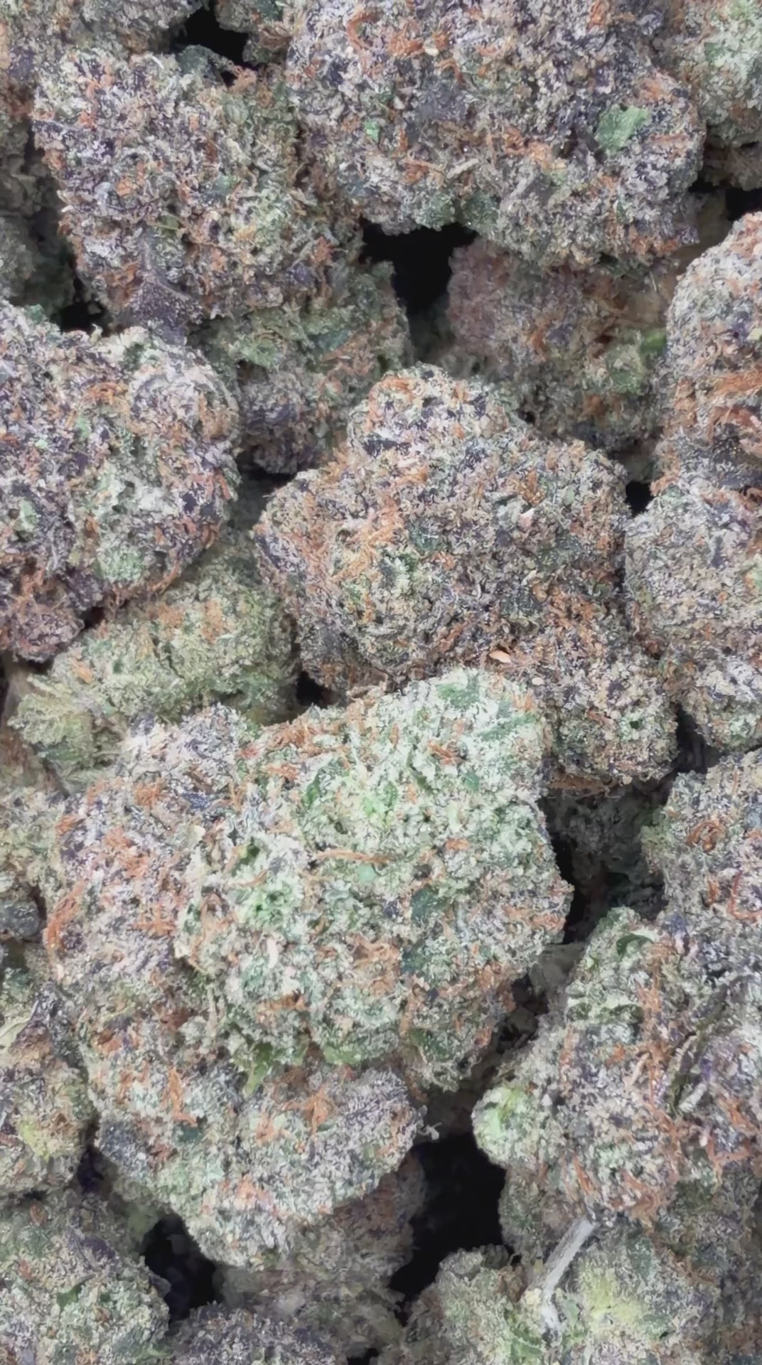 Lemon Taffy Runtz
