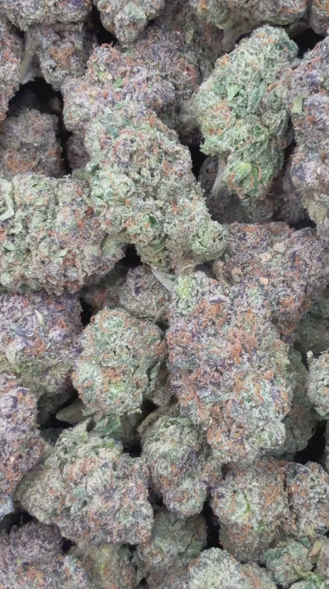 Candy 41