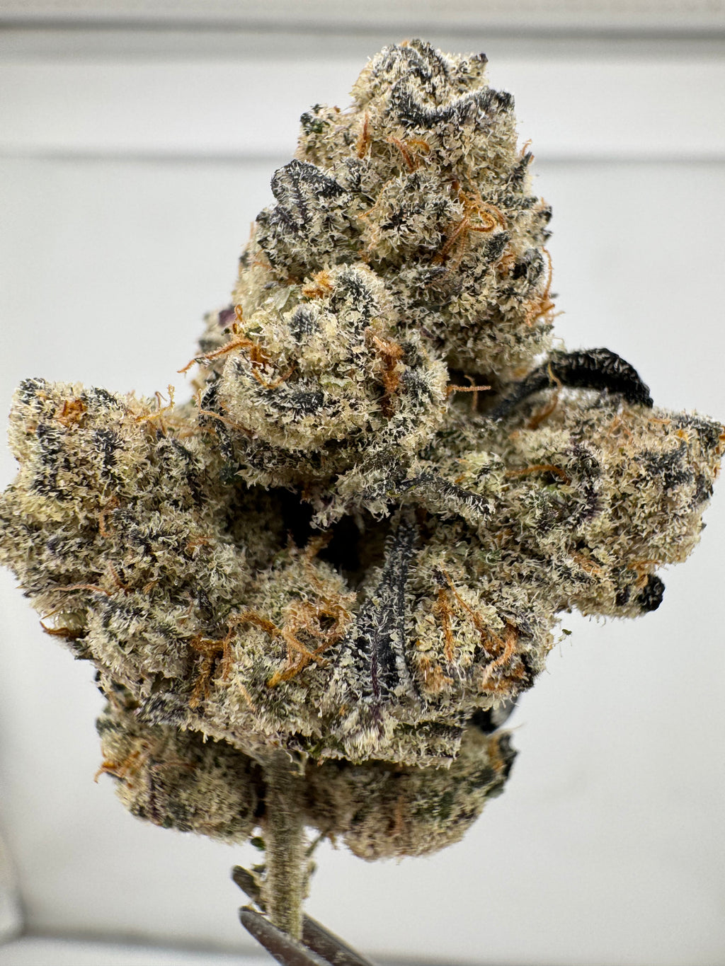 Hawaiian Haze