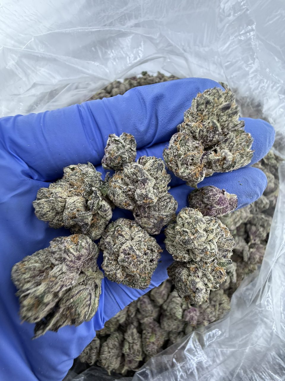 Alien Kush