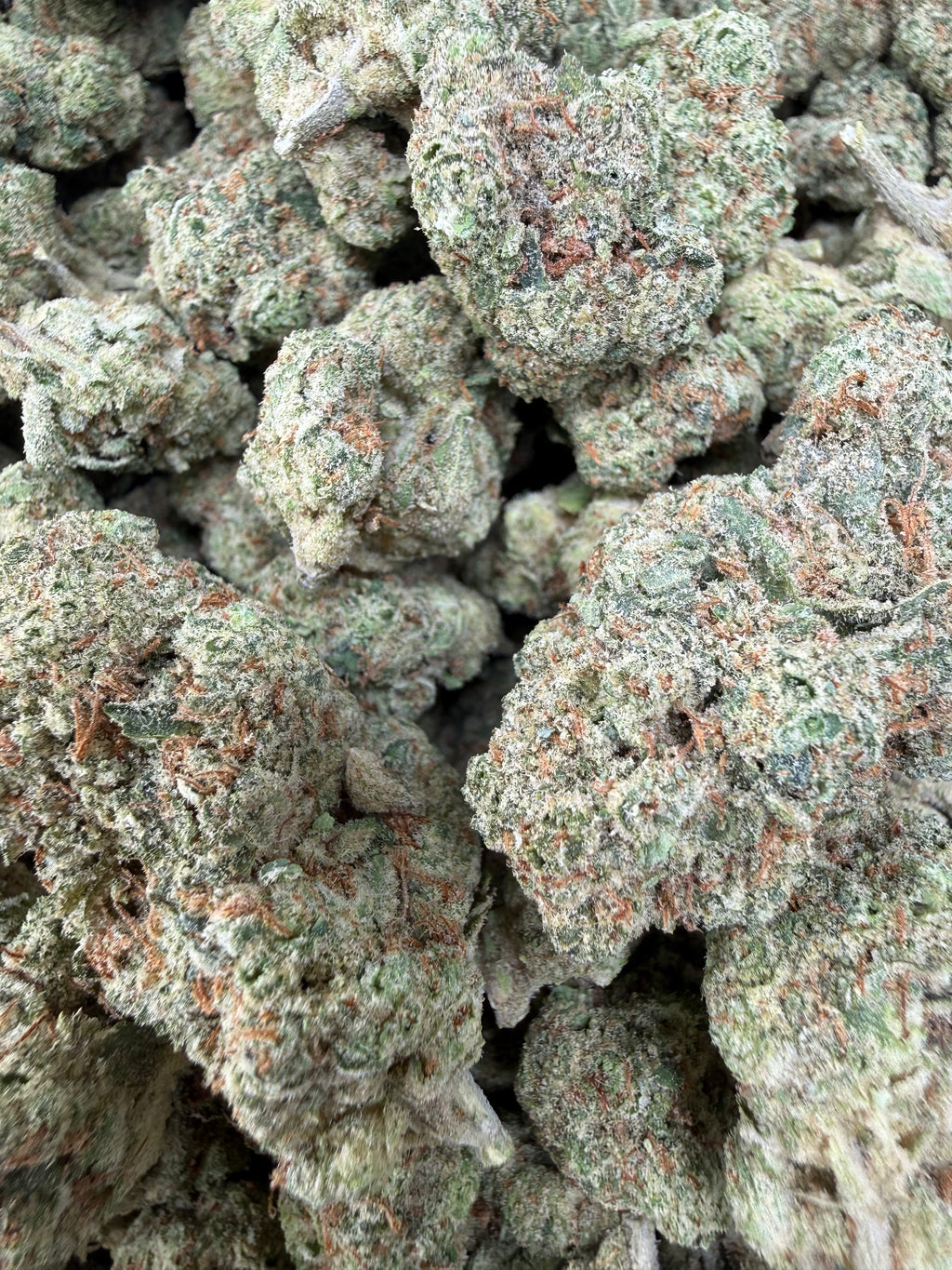 Mimosa