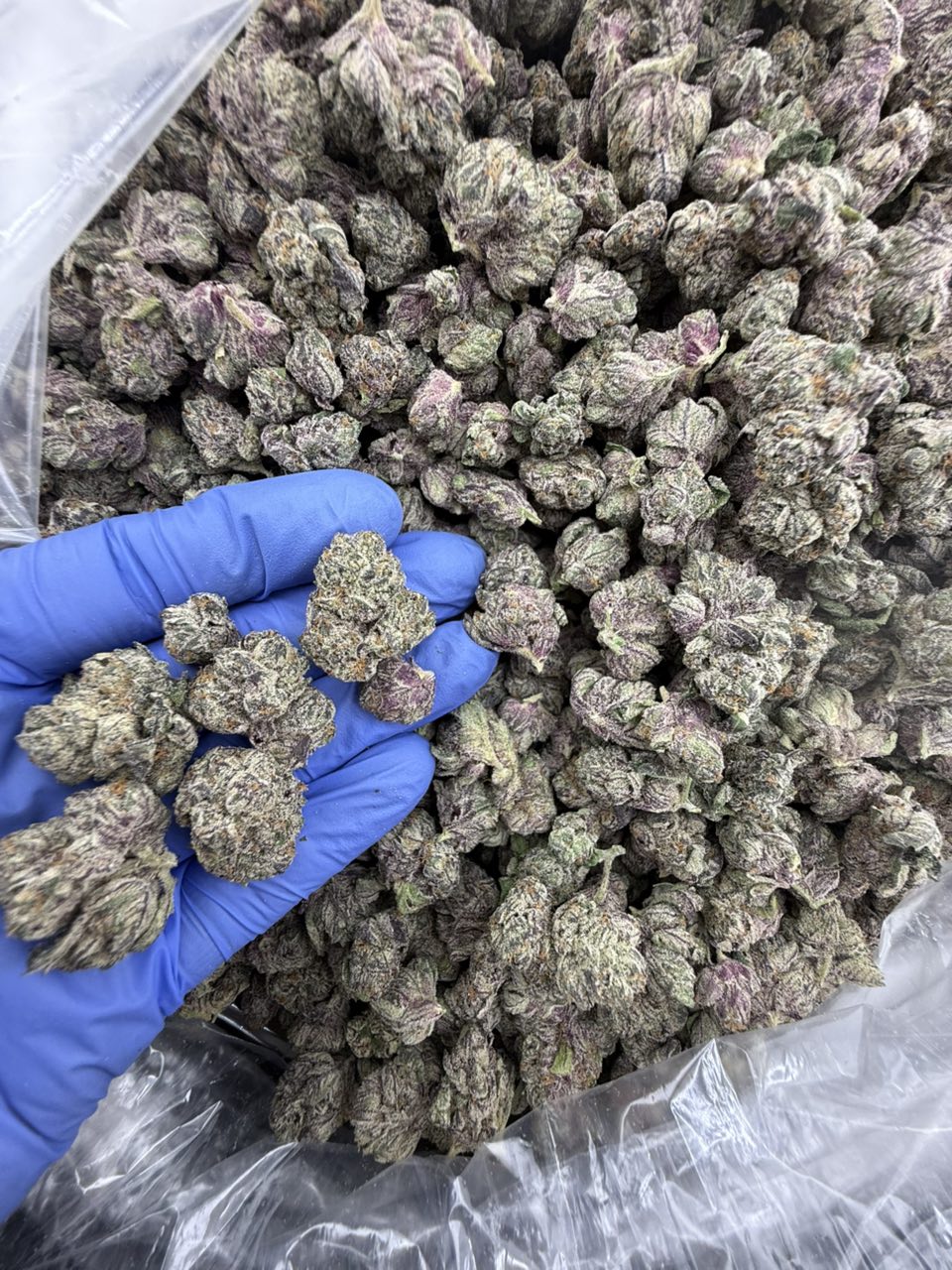 Alien Kush