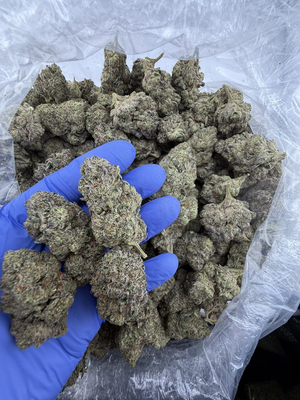 Animal Cookies