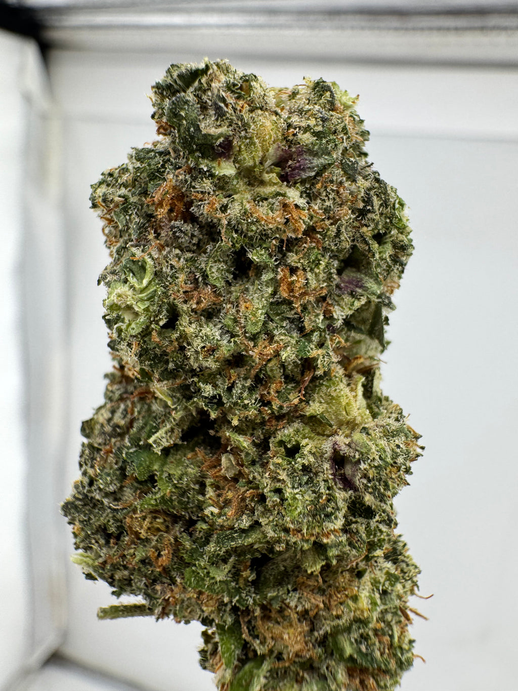 Sugar Cane