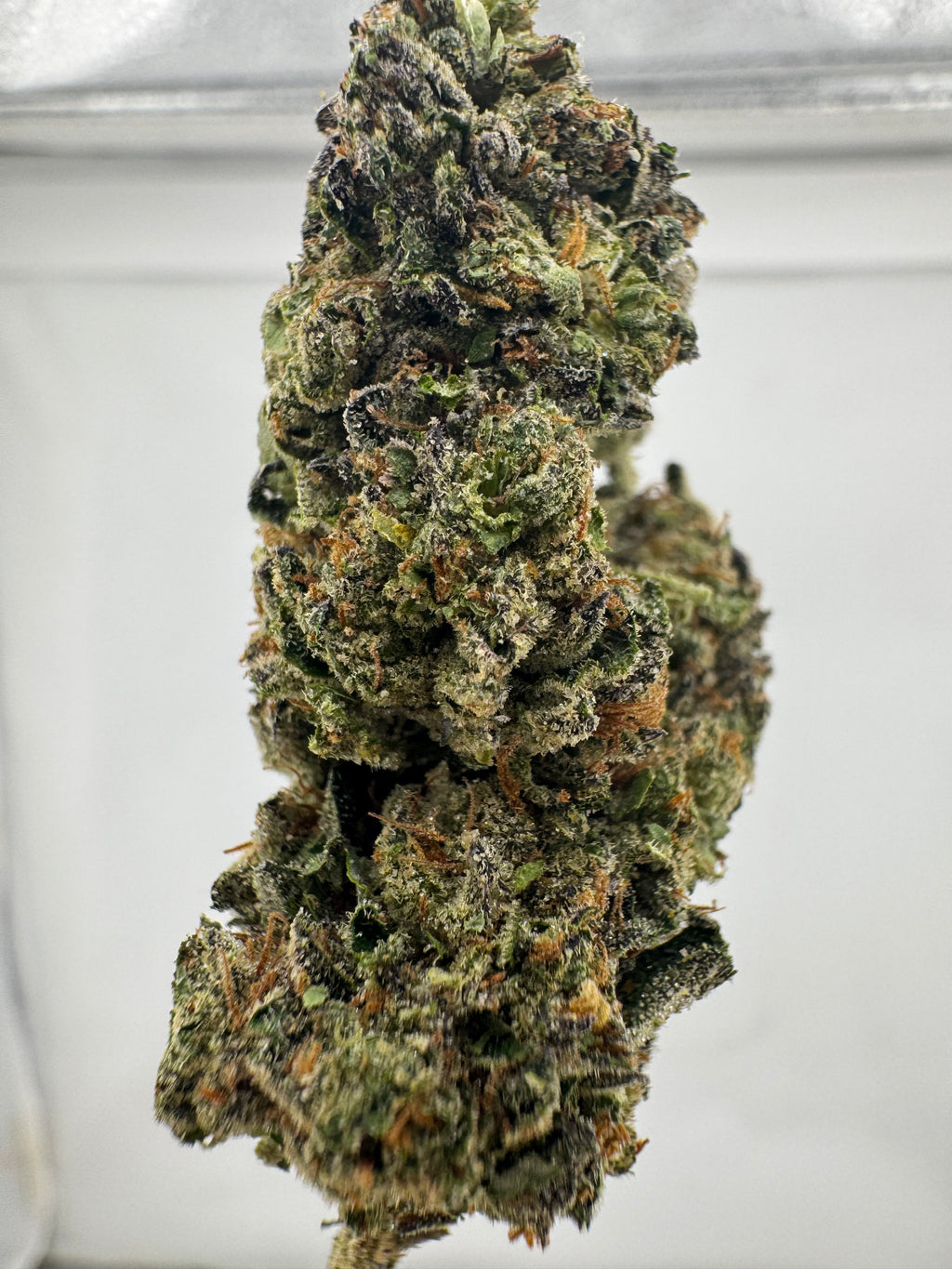 AAA Deps:Gelato Punch