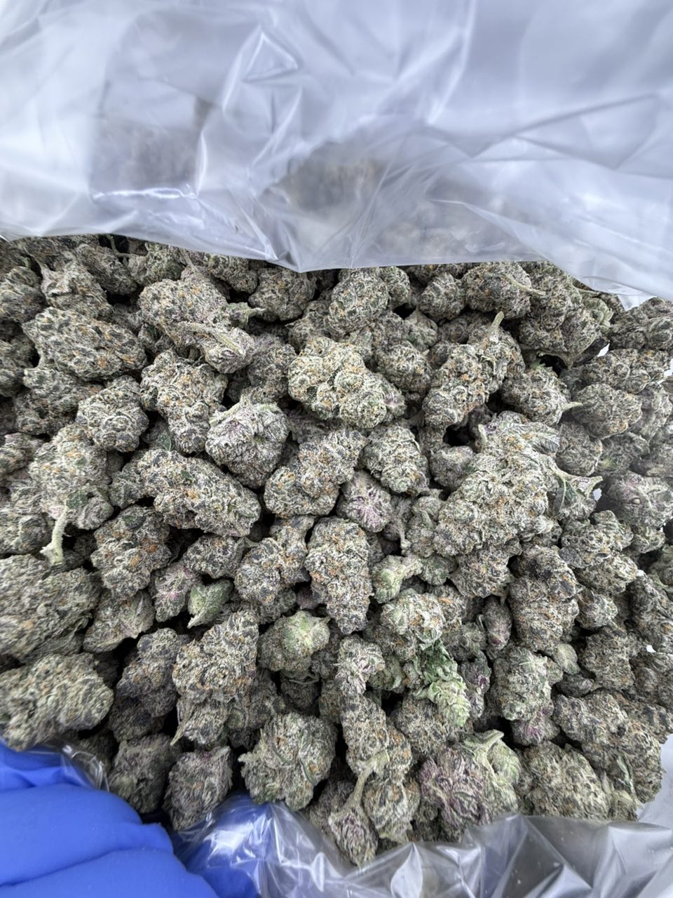 Bubble Gum