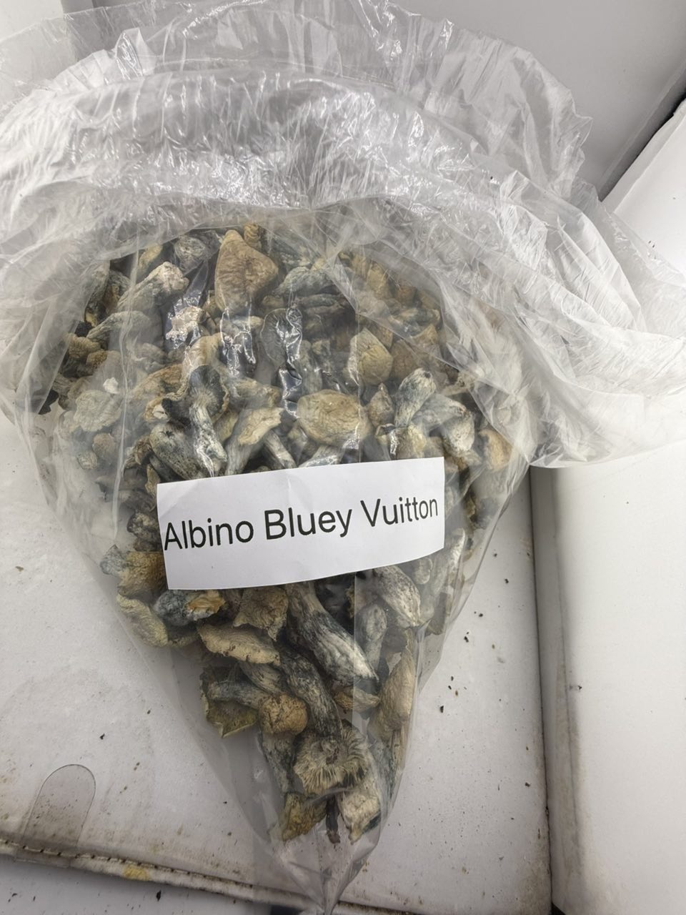Albino Bluey Vuitton