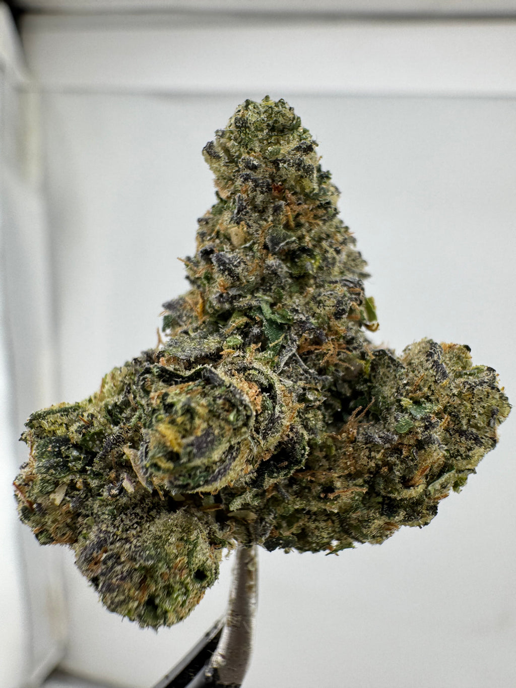 Golden Goat