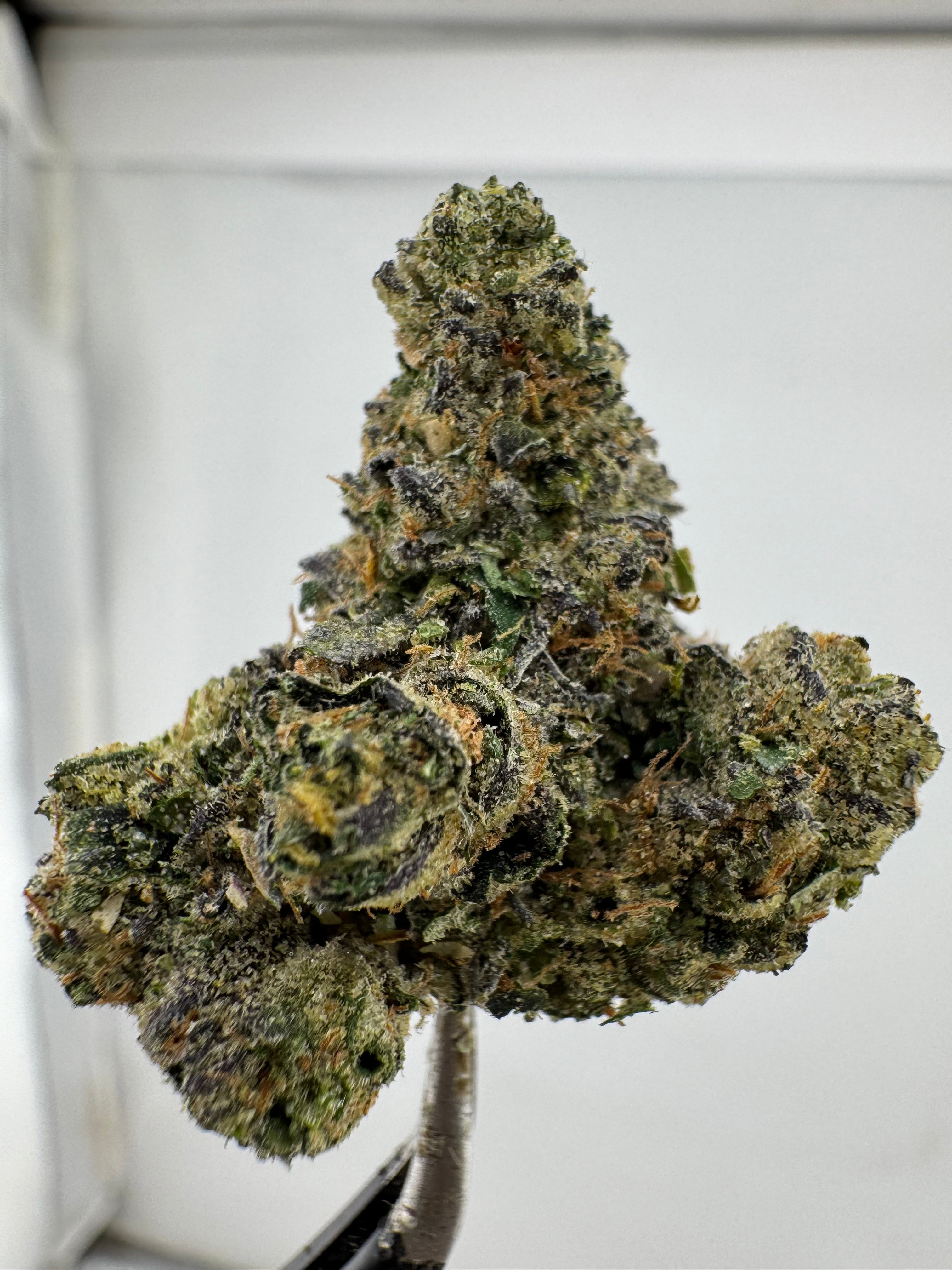 Golden Goat