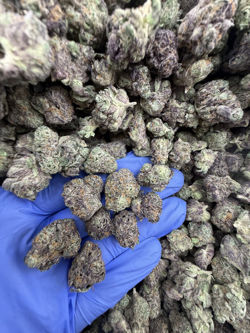 Meat Breath