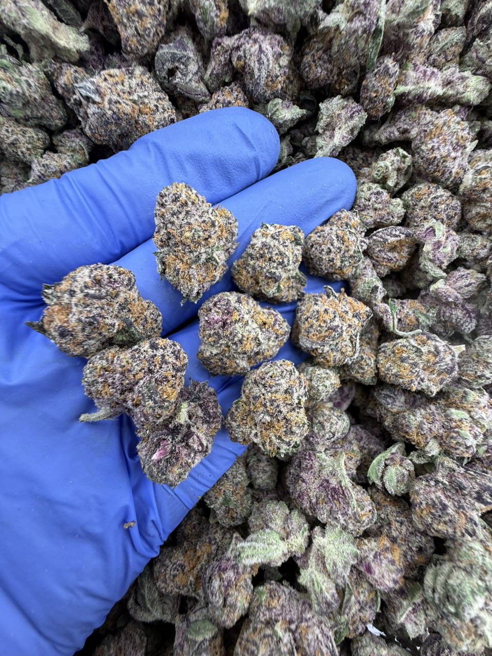 White Widow
