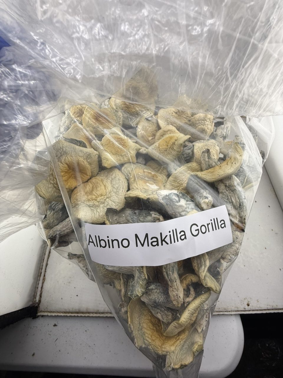 Albino Makilla Gorilla