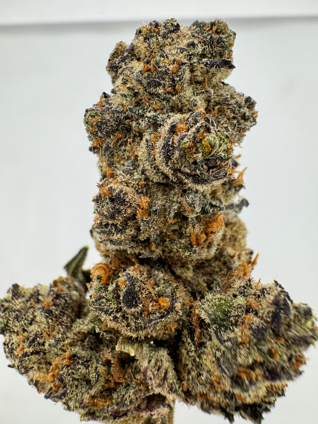 Roofie Gelato
