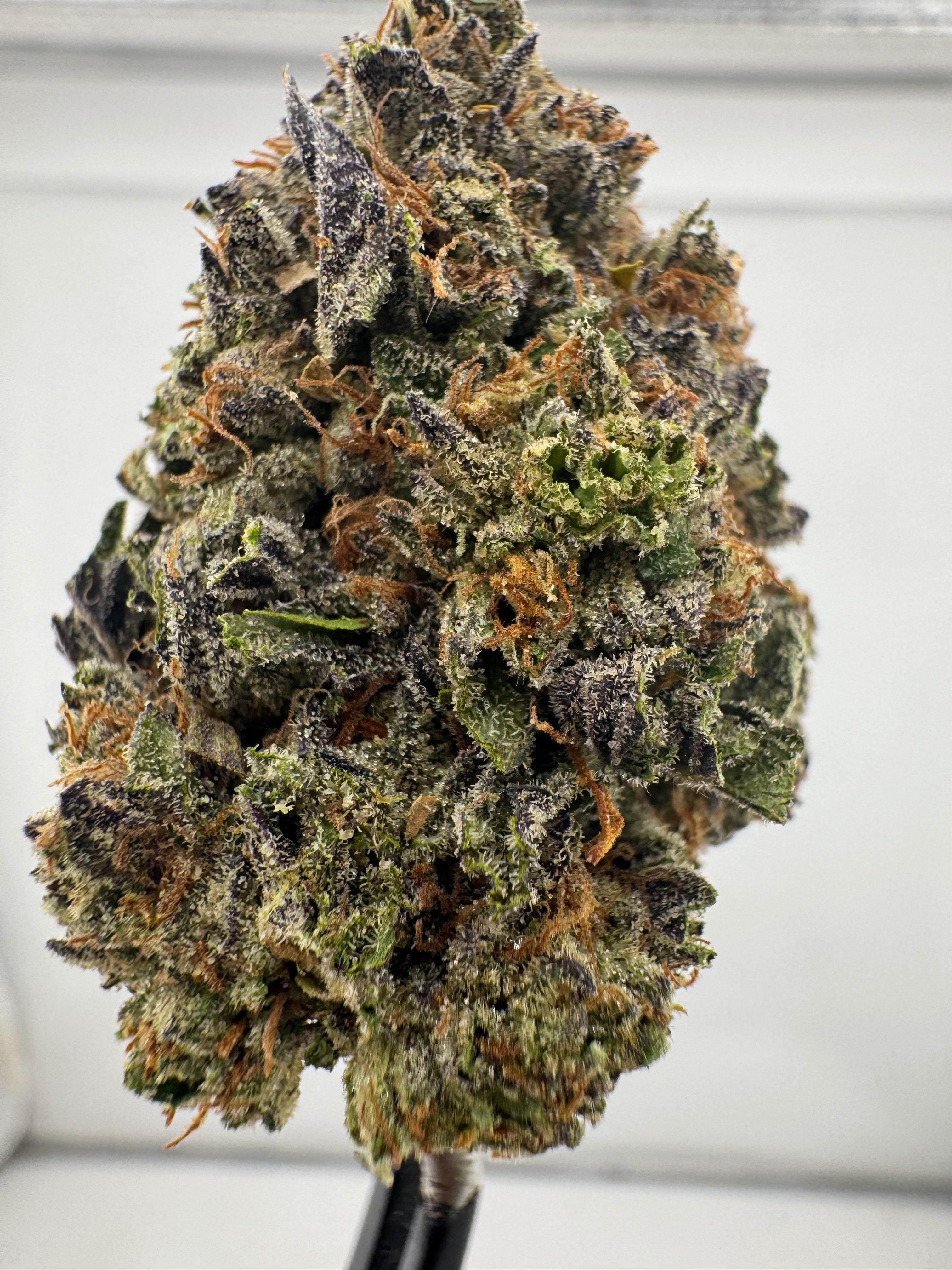 AAA Deps:Gelato 33