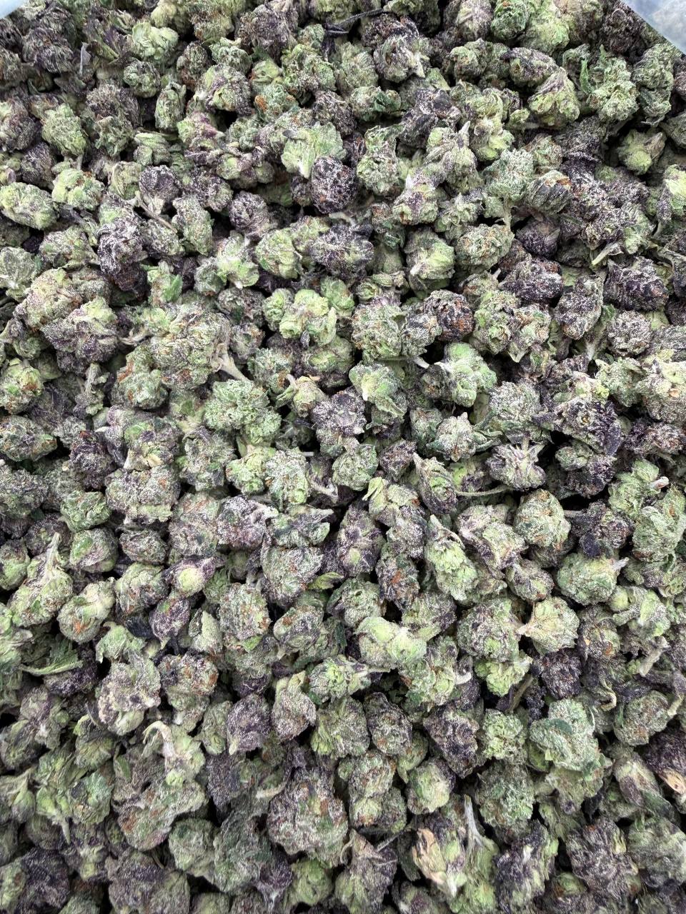 Bubblegum popperz smalls