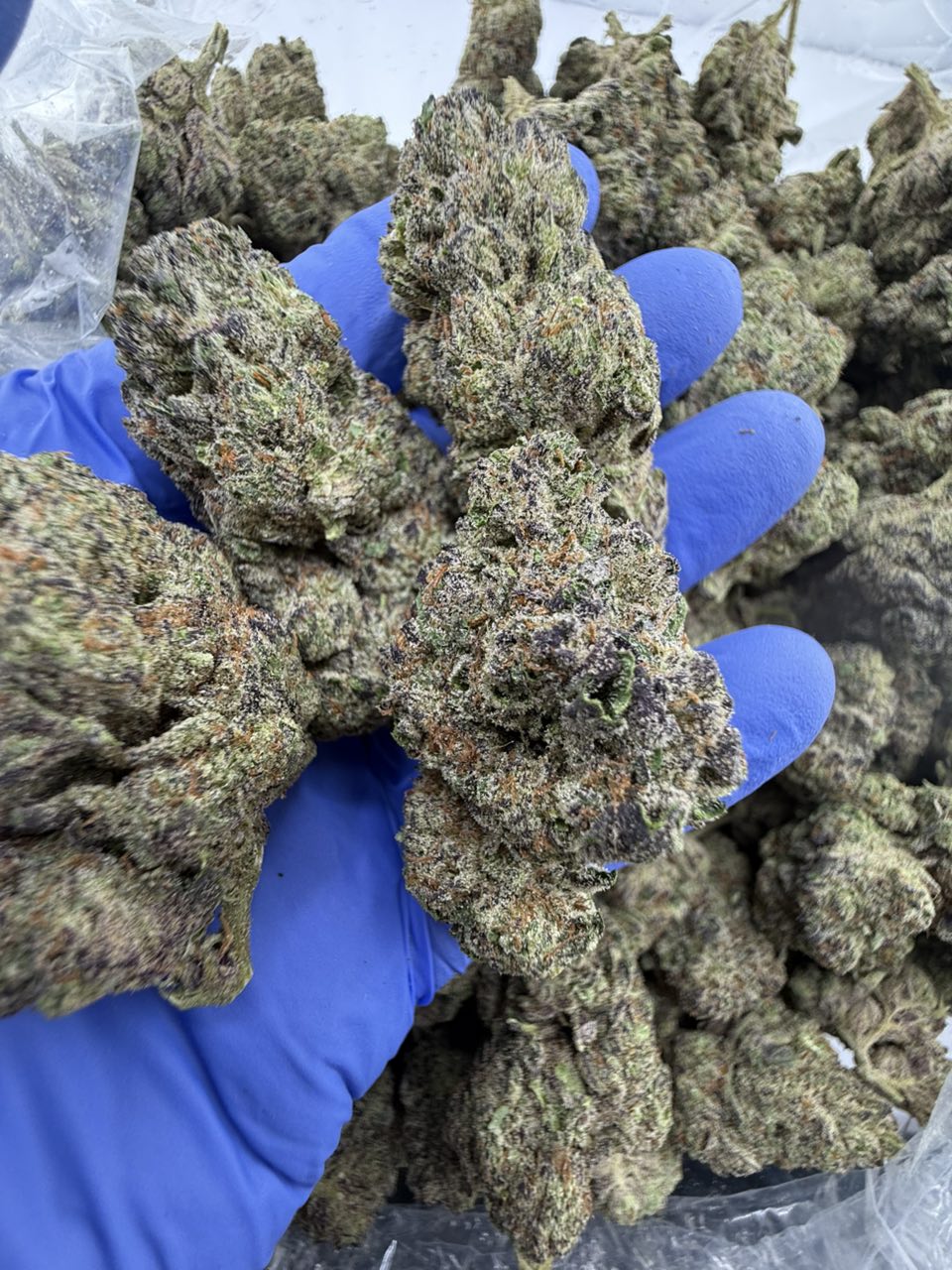 Animal Cookies