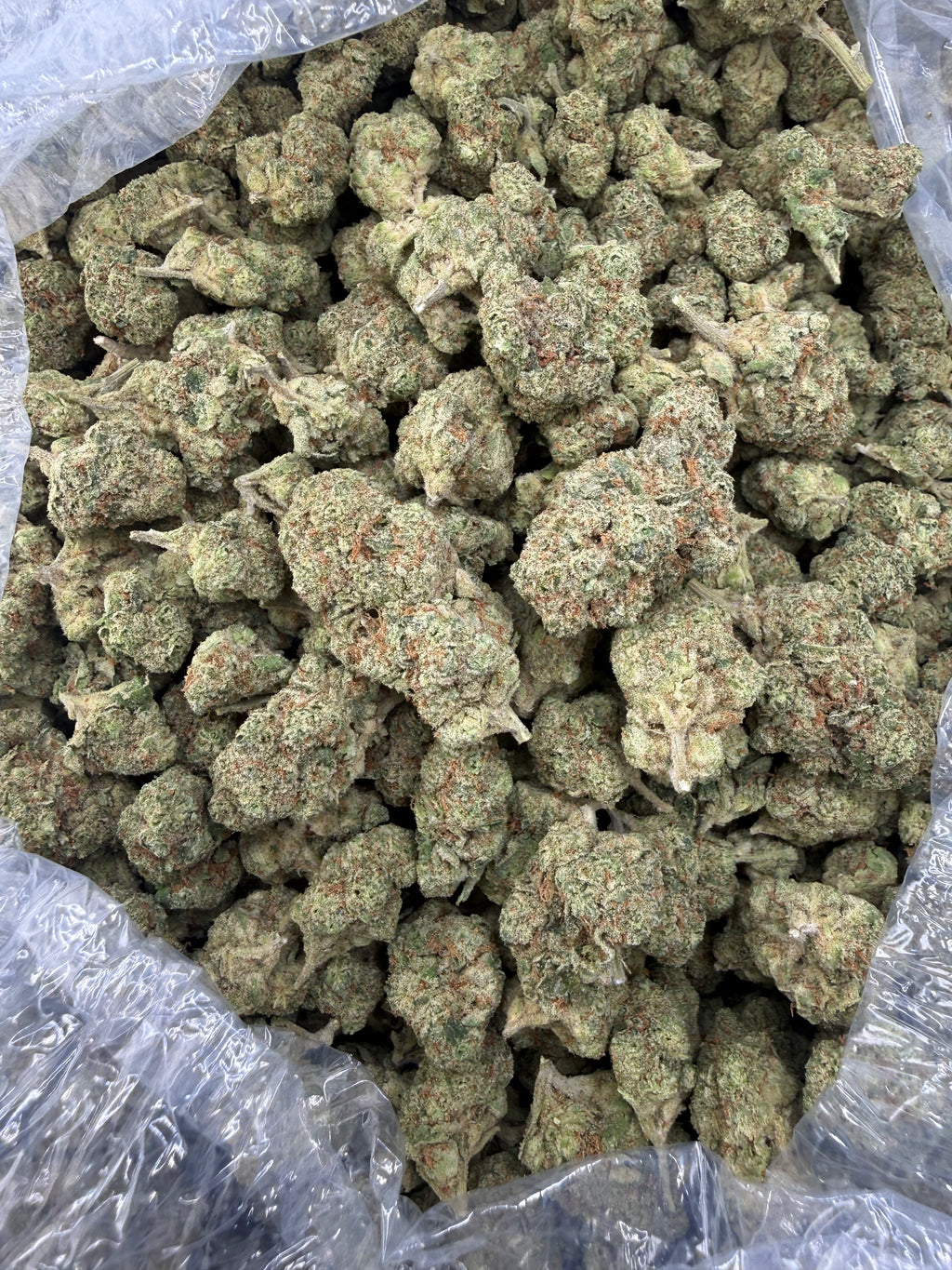 Mimosa