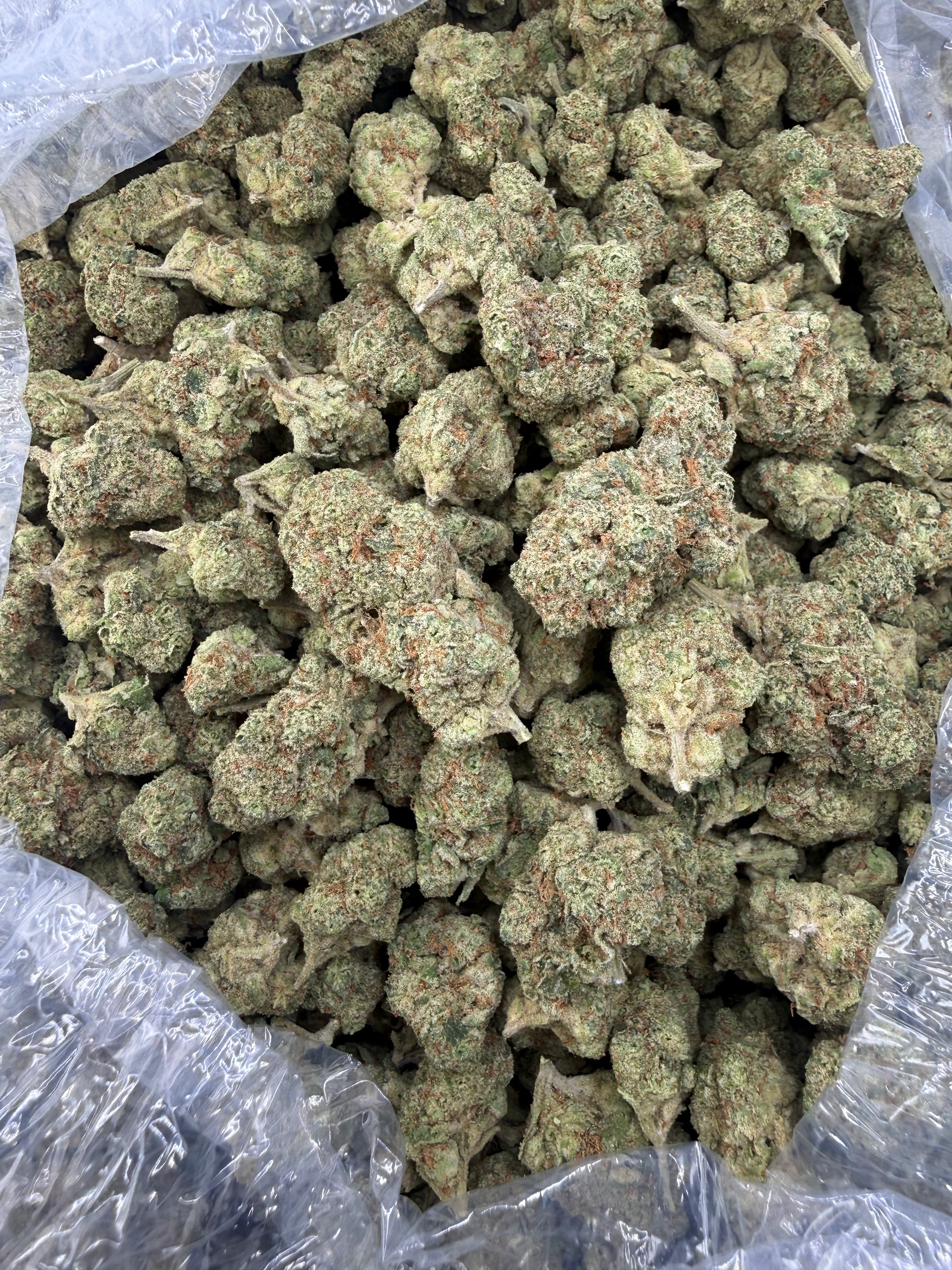 Mimosa