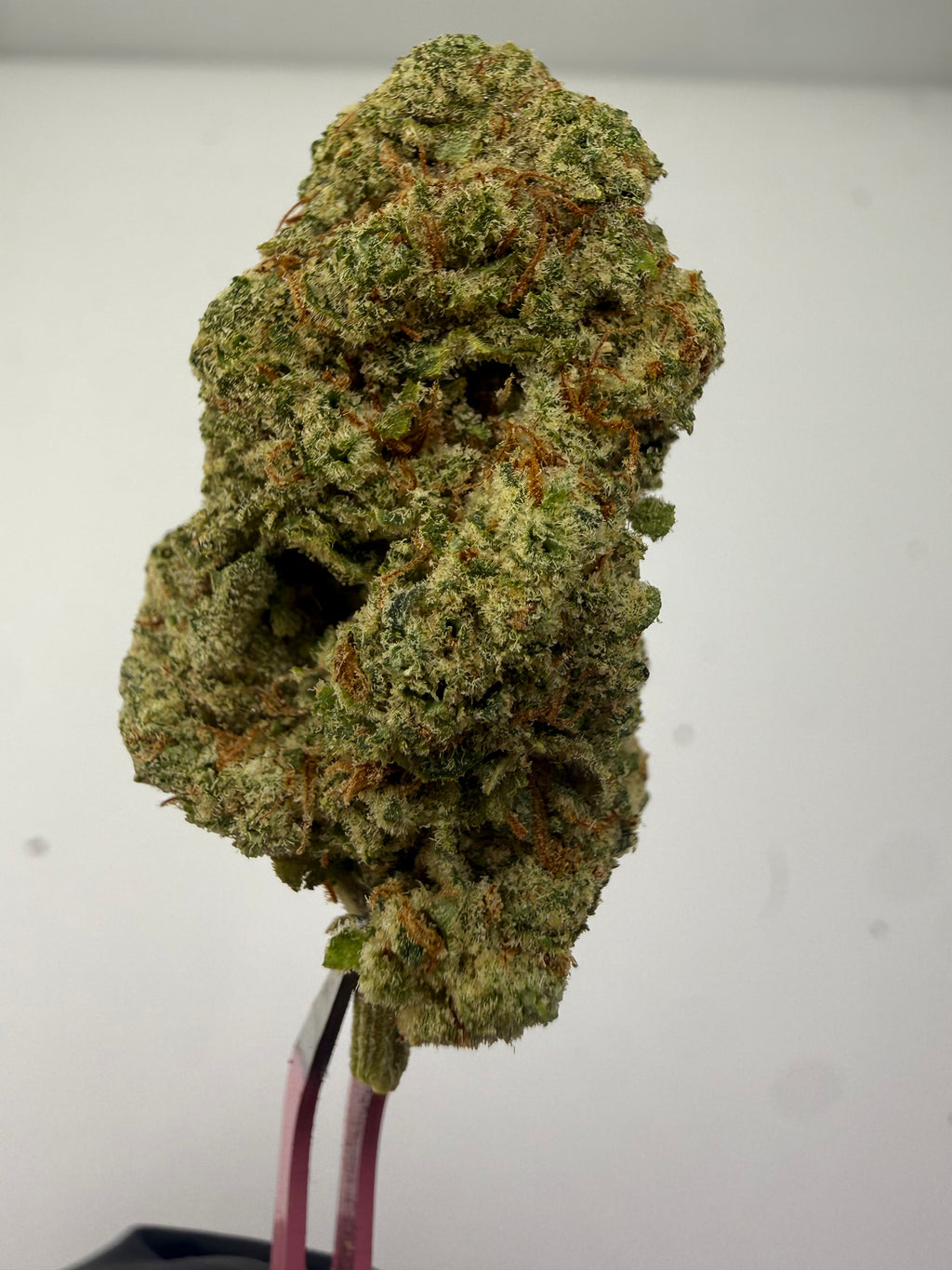 Mimosa