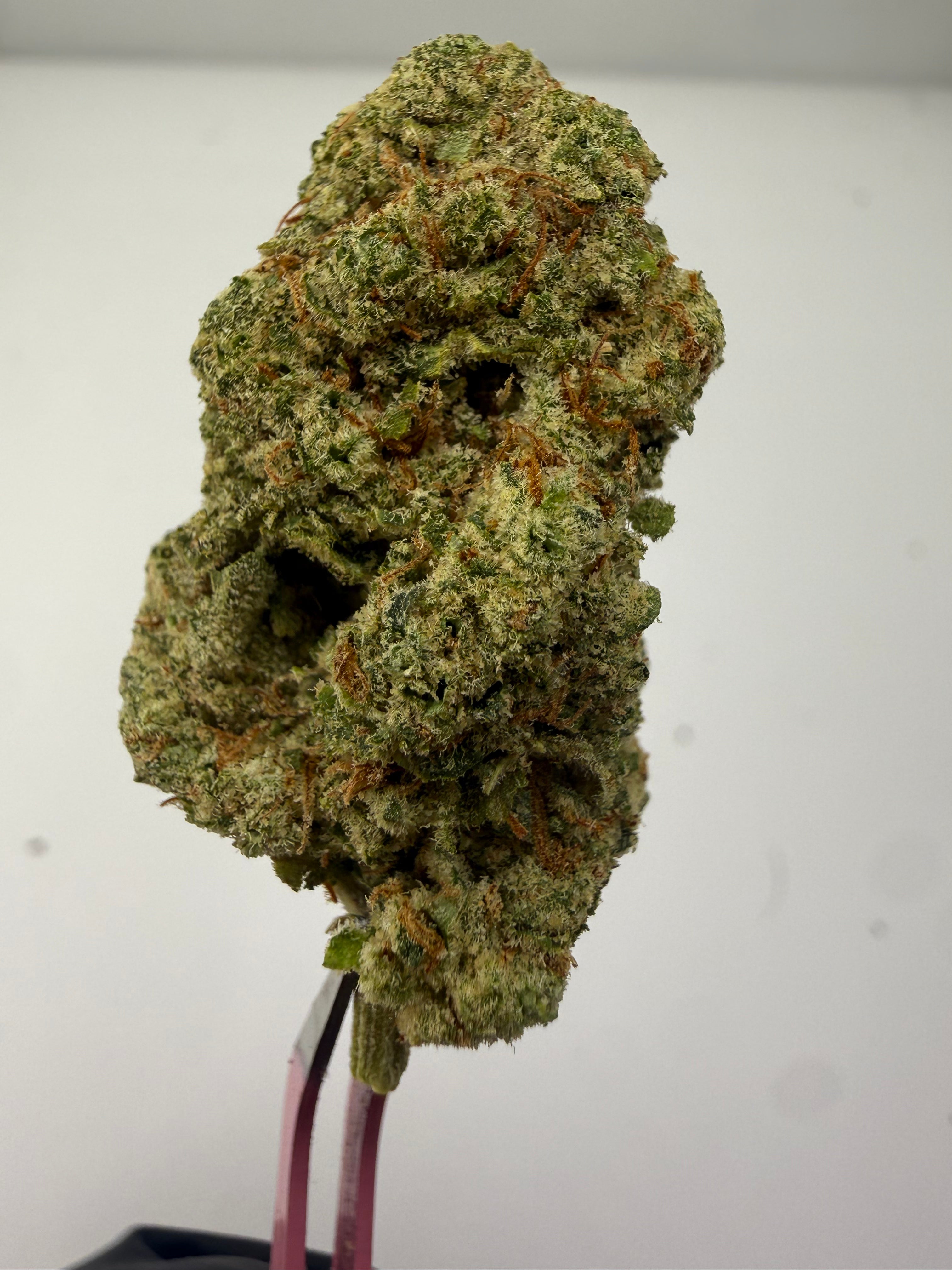 Mimosa