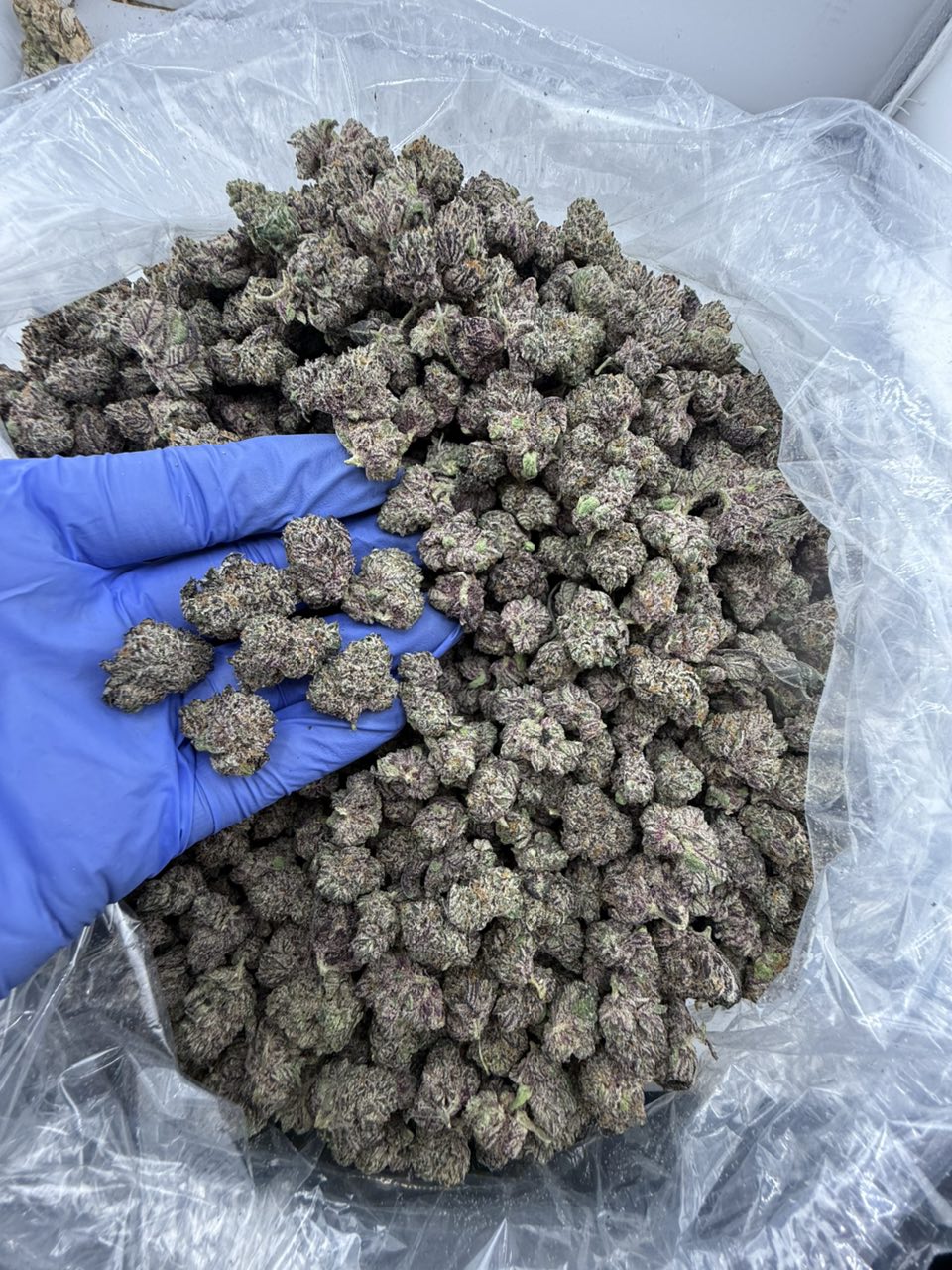 Pink Crack Baby