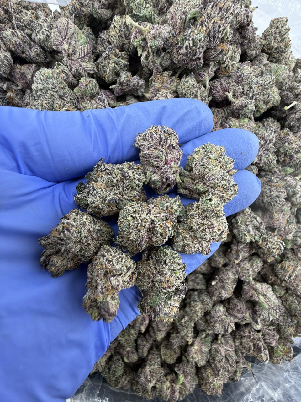 Pink Crack Baby