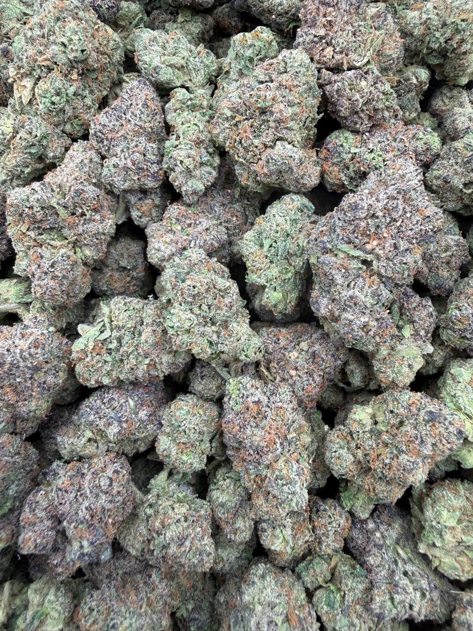 Candy 41